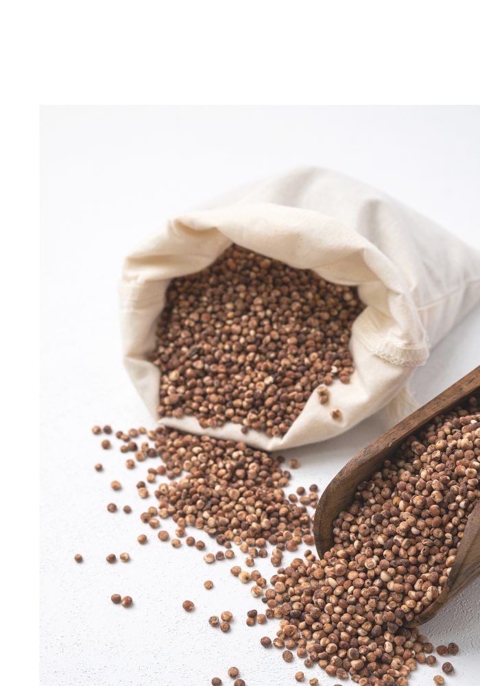 Semilla de sorgo para el cultivo de hongos