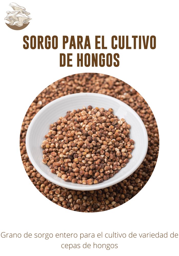 Semilla de sorgo para el cultivo de hongos