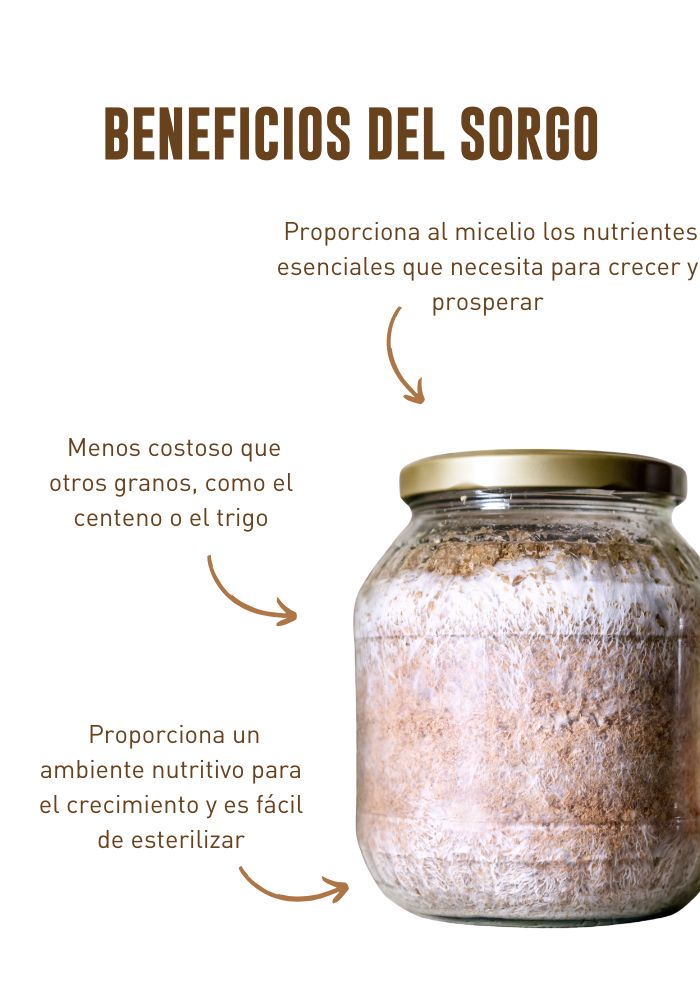 Semilla de sorgo para el cultivo de hongos