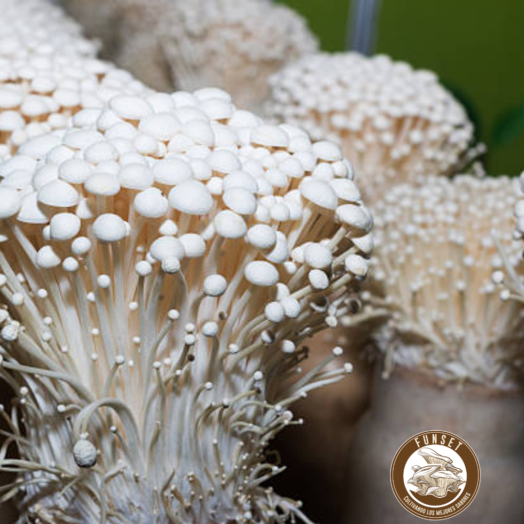 CURSO ONLINE "CULTIVO DE HONGOS FUNCIONALES"