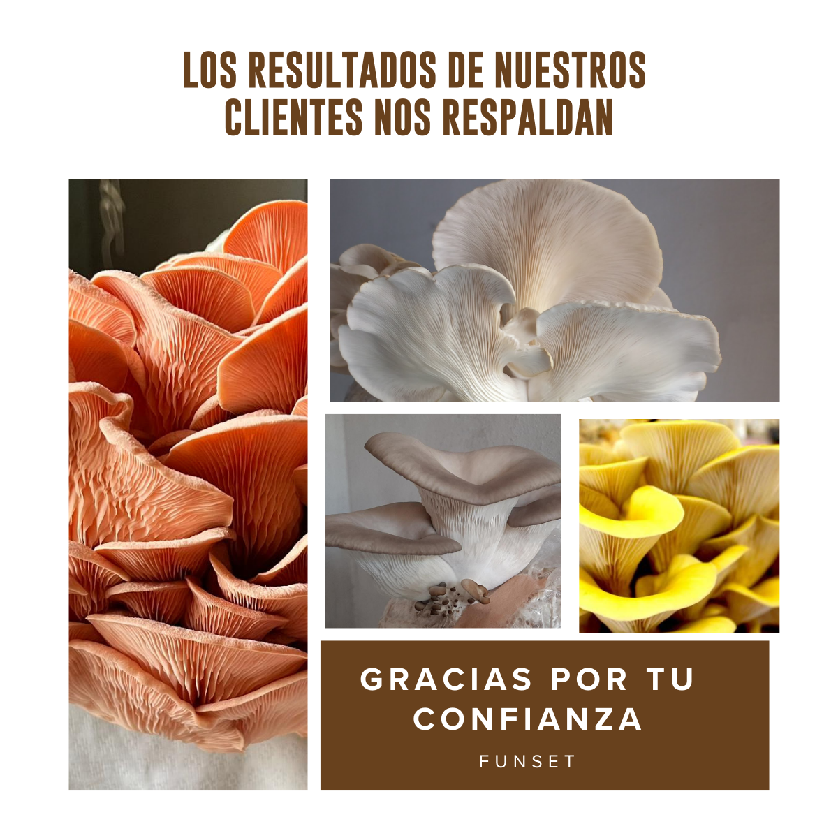 KIT CULTIVO HONGOS SETA 4 VARIEDADES FUNSET