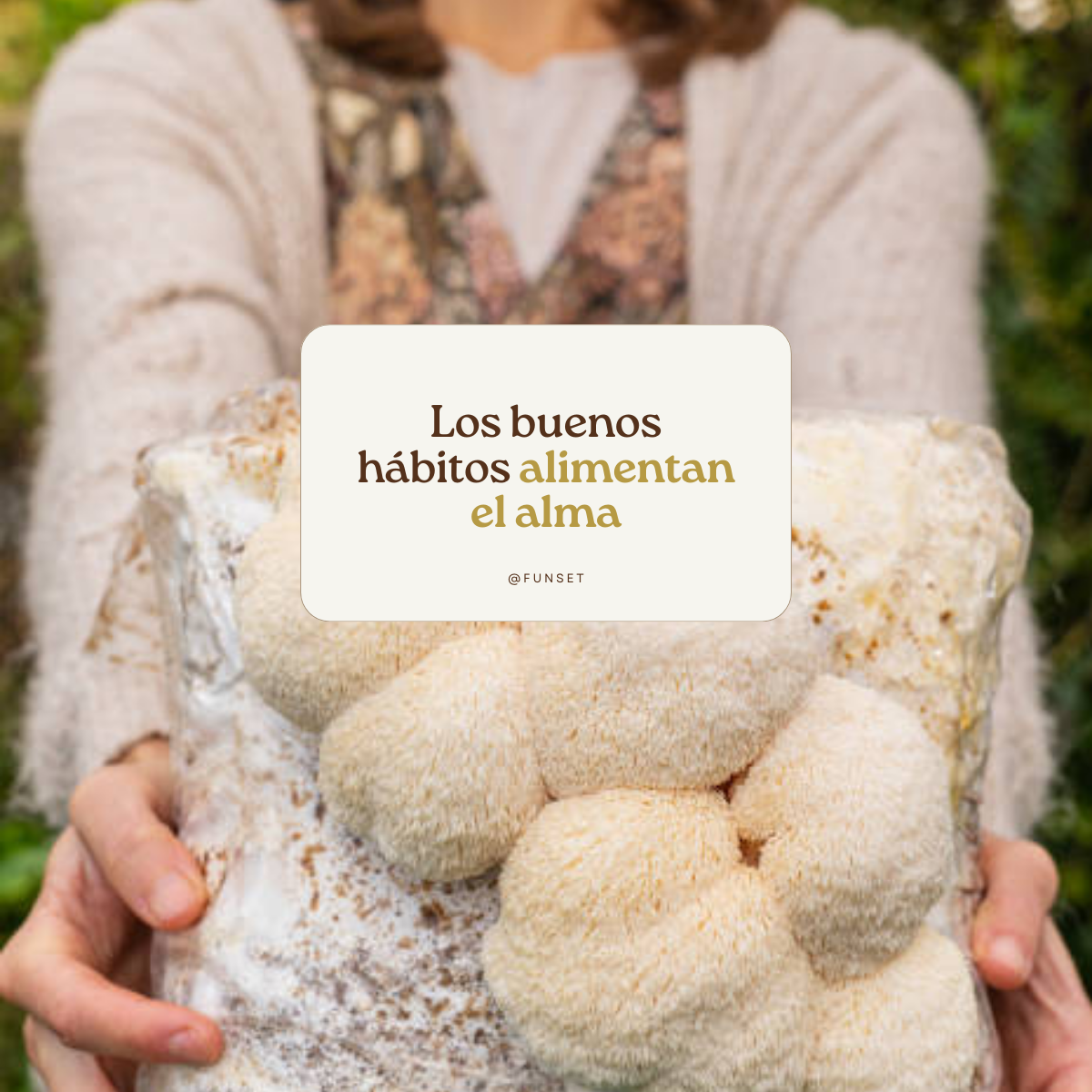 KIT DE CULTIVO EN CASA HONGO MELENA DE LEÓN HONGO DE LA INTELIGENCIA FUNSET