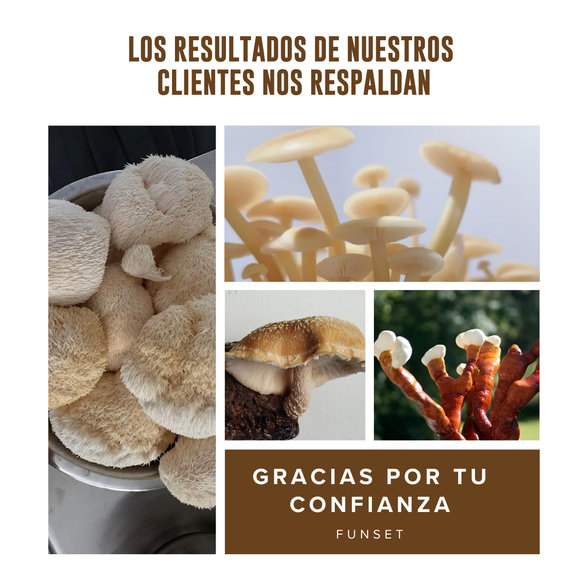 KIT DE CULTIVO EN CASA DE HONGO ENOKI