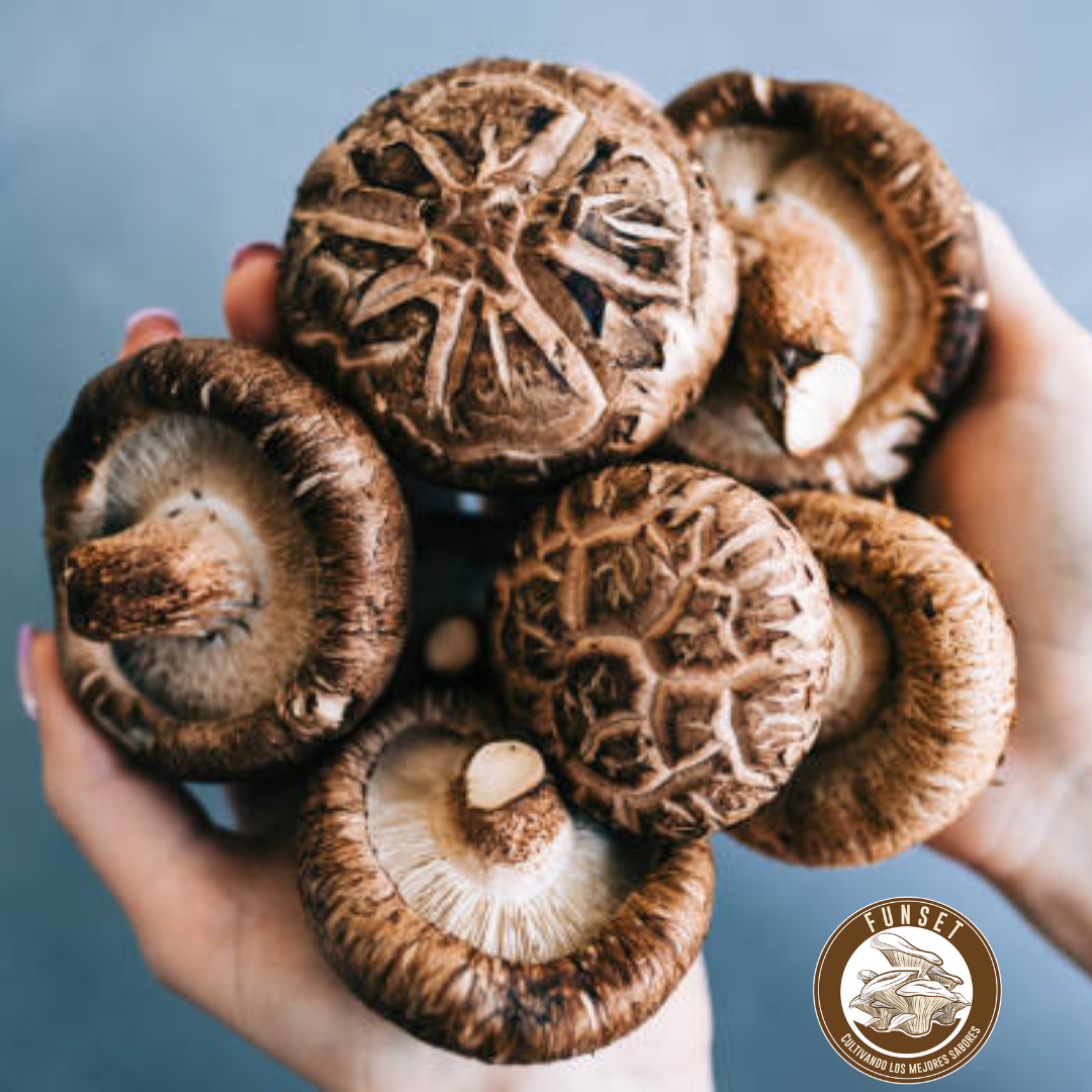 CURSO ONLINE "CULTIVO DE HONGOS FUNCIONALES"