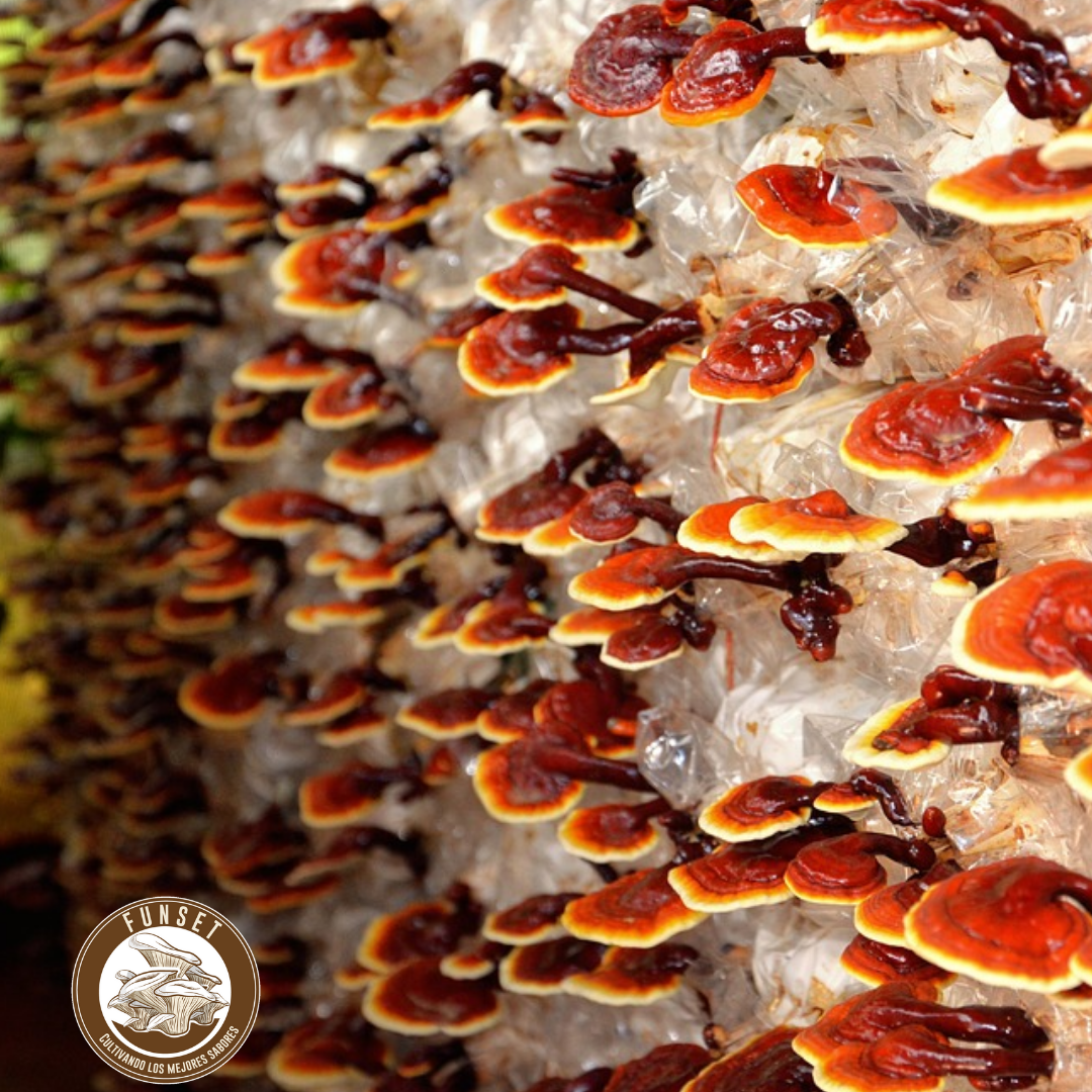 CURSO ONLINE "CULTIVO DE HONGOS FUNCIONALES"