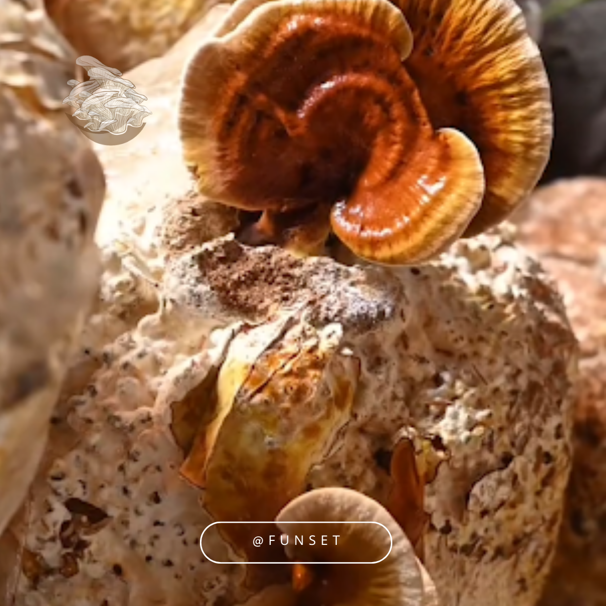 KIT DE CULTIVO EN CASA HONGO REISHI HONGO DE LA INMORTALIDAD FUNSET