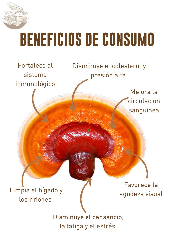 EXTRACTO HONGO REISHI (GANODERMA LUCIDUM)