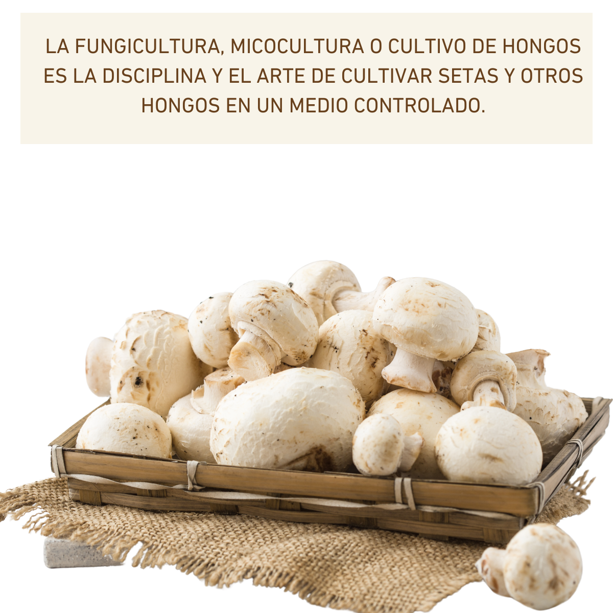 MICELIO SEMILLA HONGO CHAMPIÑON