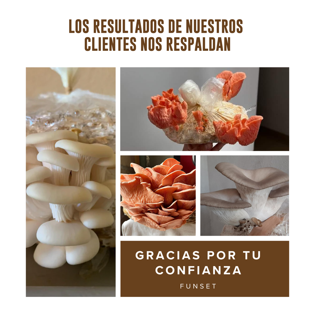 KIT CULTIVO EN CASA HONGO SETA BLANCA, GRIS O ROSA FUNSET