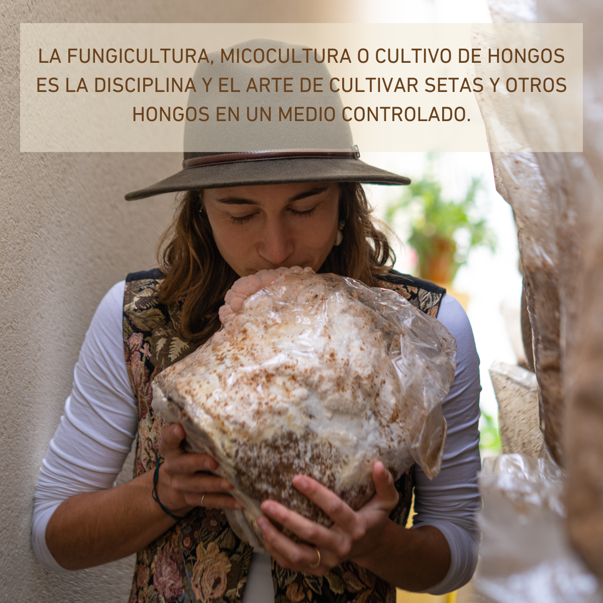 MICELIO DE HONGO MELENA DE LEÓN