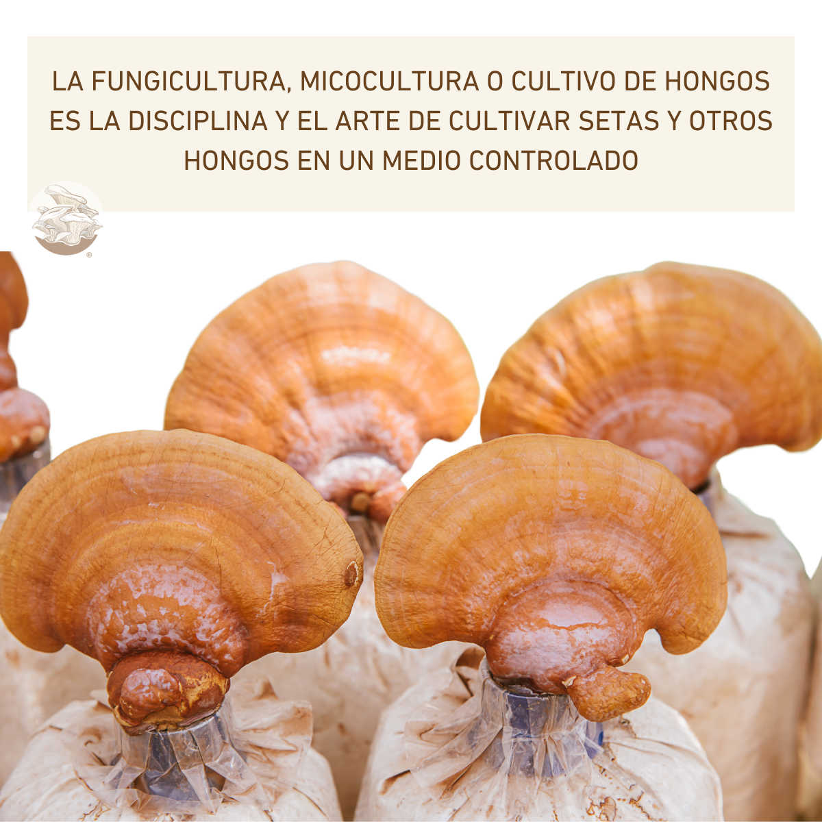 MICELIO SEMILLA HONGO REISHI