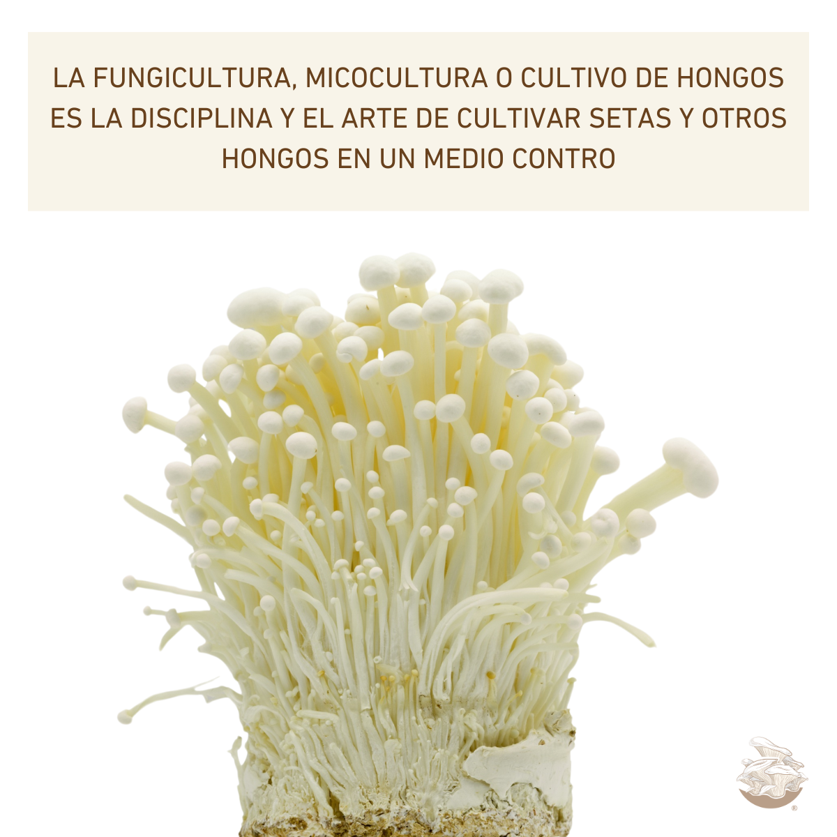 MICELIO SEMILLA HONGO ENOKI
