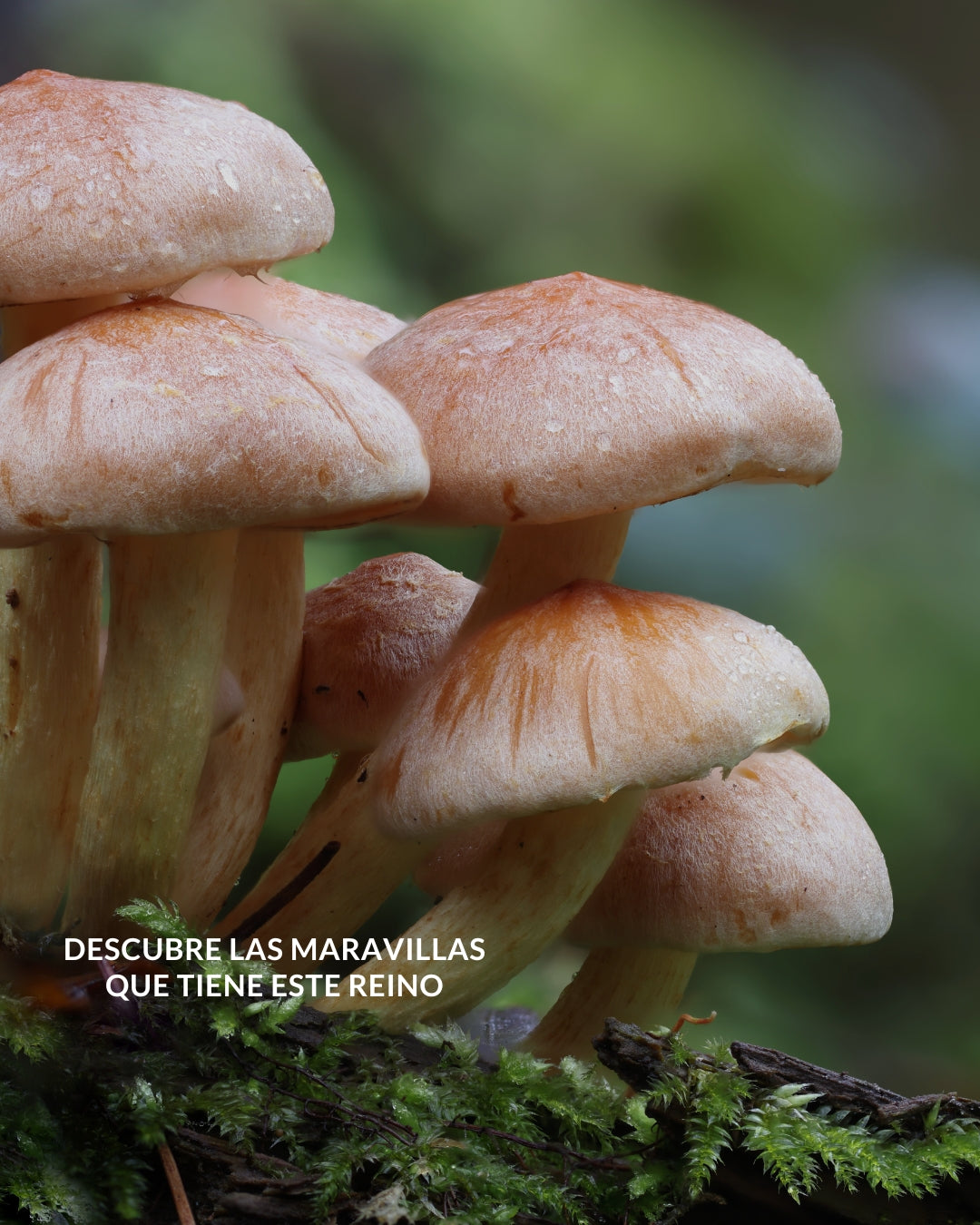 EXPERIENCIAS FUNGI: SOLTERHONGO