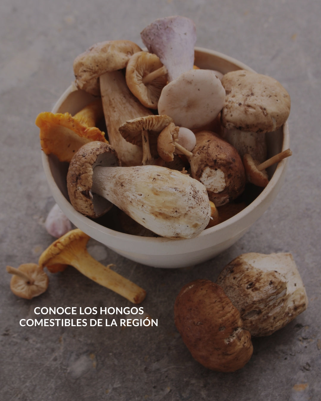 SABORES DEL BOSQUE