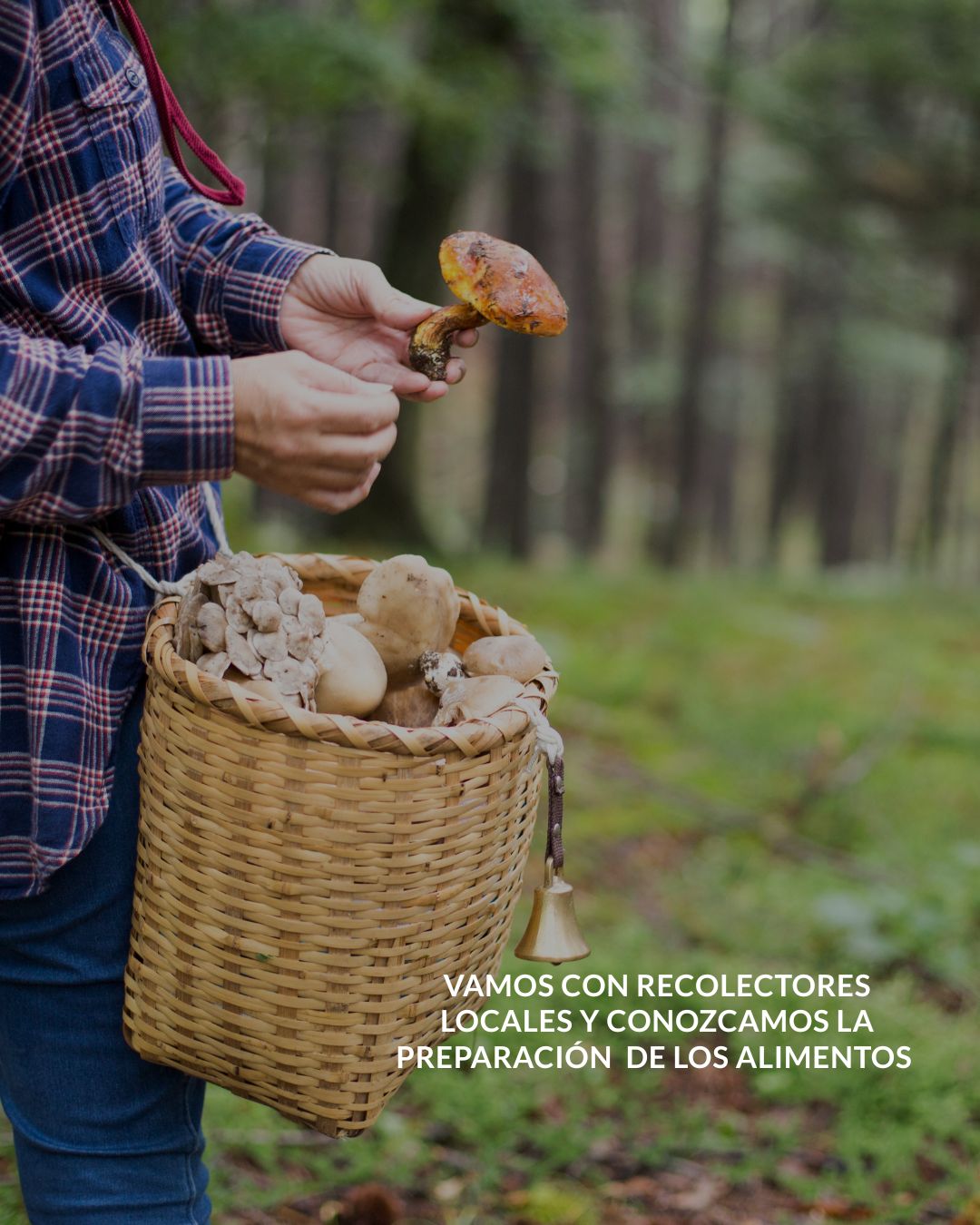 SABORES DEL BOSQUE