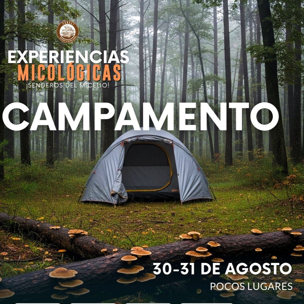 CAMPAMENTO FUNGI