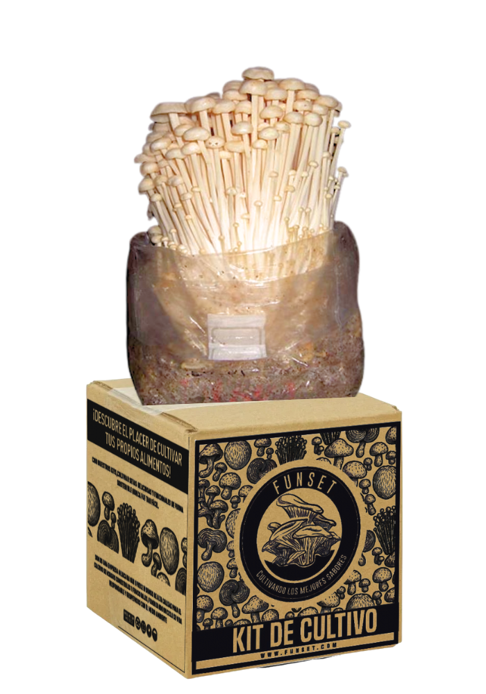 KIT DE CULTIVO DE HONGO ENOKI – Funset MX1
