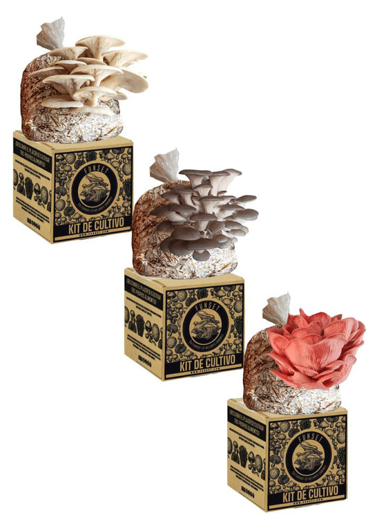 KIT TRADICIONAL TRIPLE CULTIVO DE SETAS