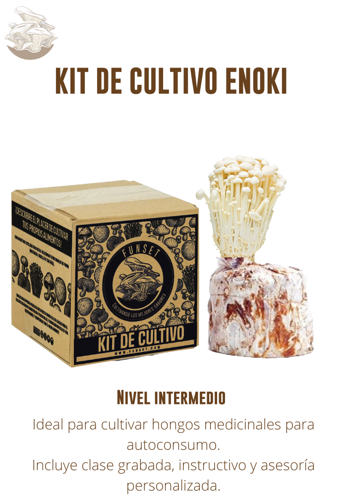 KIT DE CULTIVO DE HONGO ENOKI