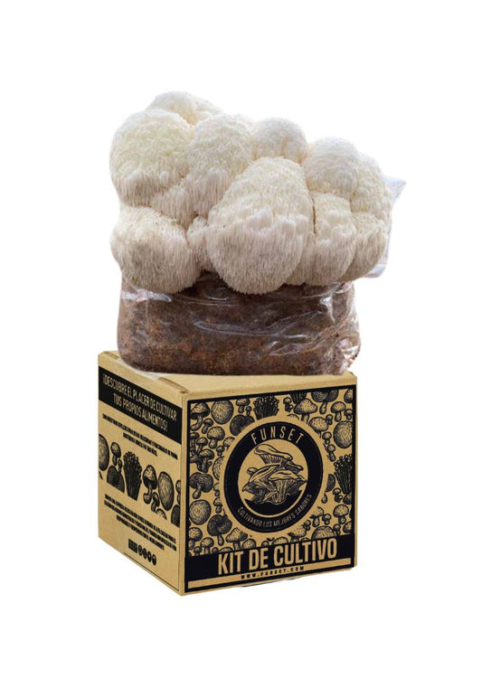KIT DE CULTIVO DE HONGO MELENA DE LEÓN