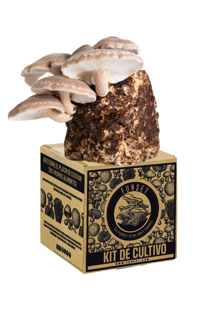 KIT DE CULTIVO DE HONGO SHIITAKE