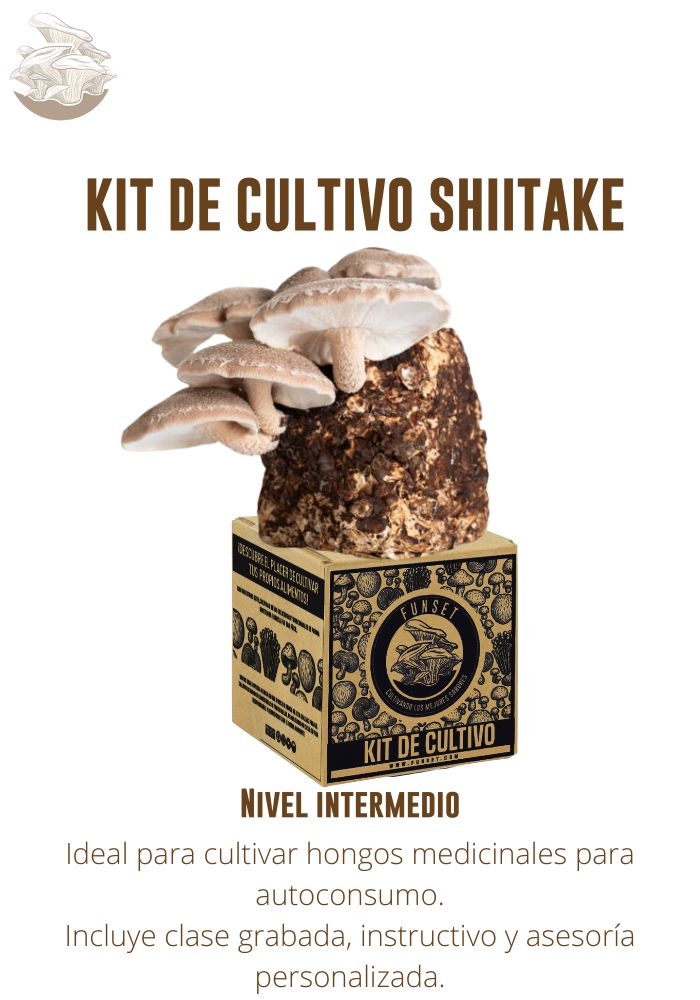 KIT DE CULTIVO DE HONGO SHIITAKE
