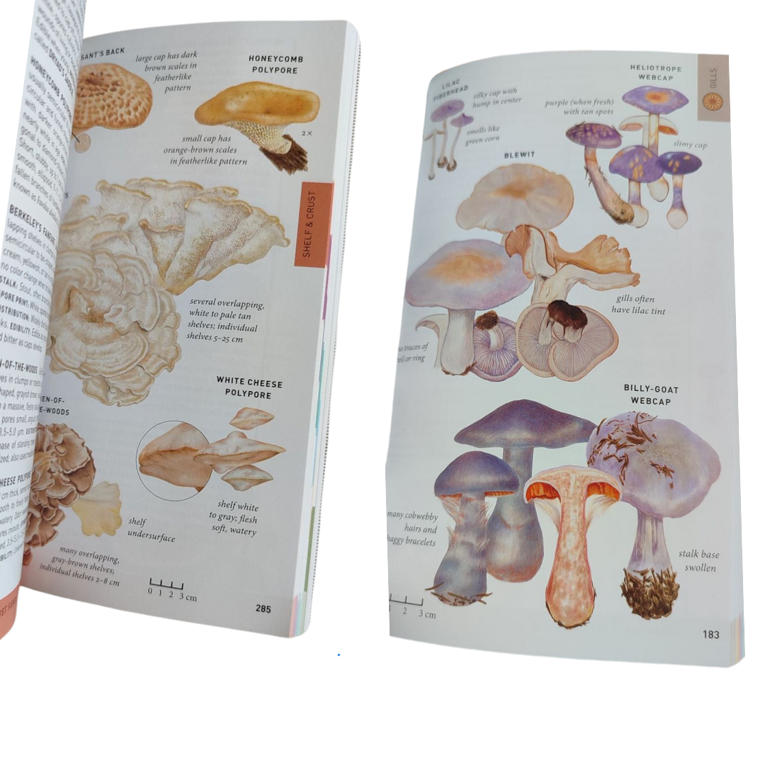 PETERSON Field Guide to Mushrooms of North America GUIA ILUSTRADA