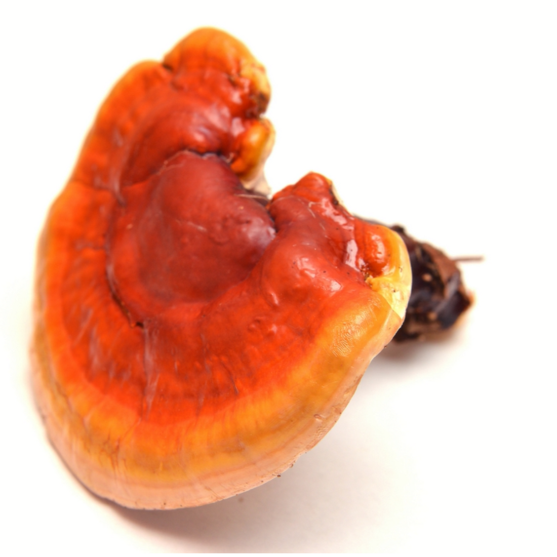 REISHI