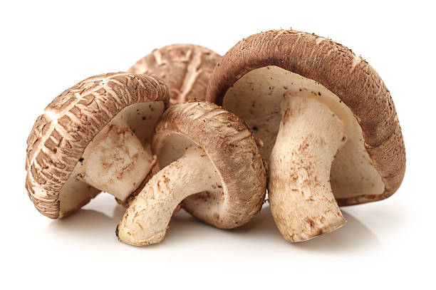 SHIITAKE