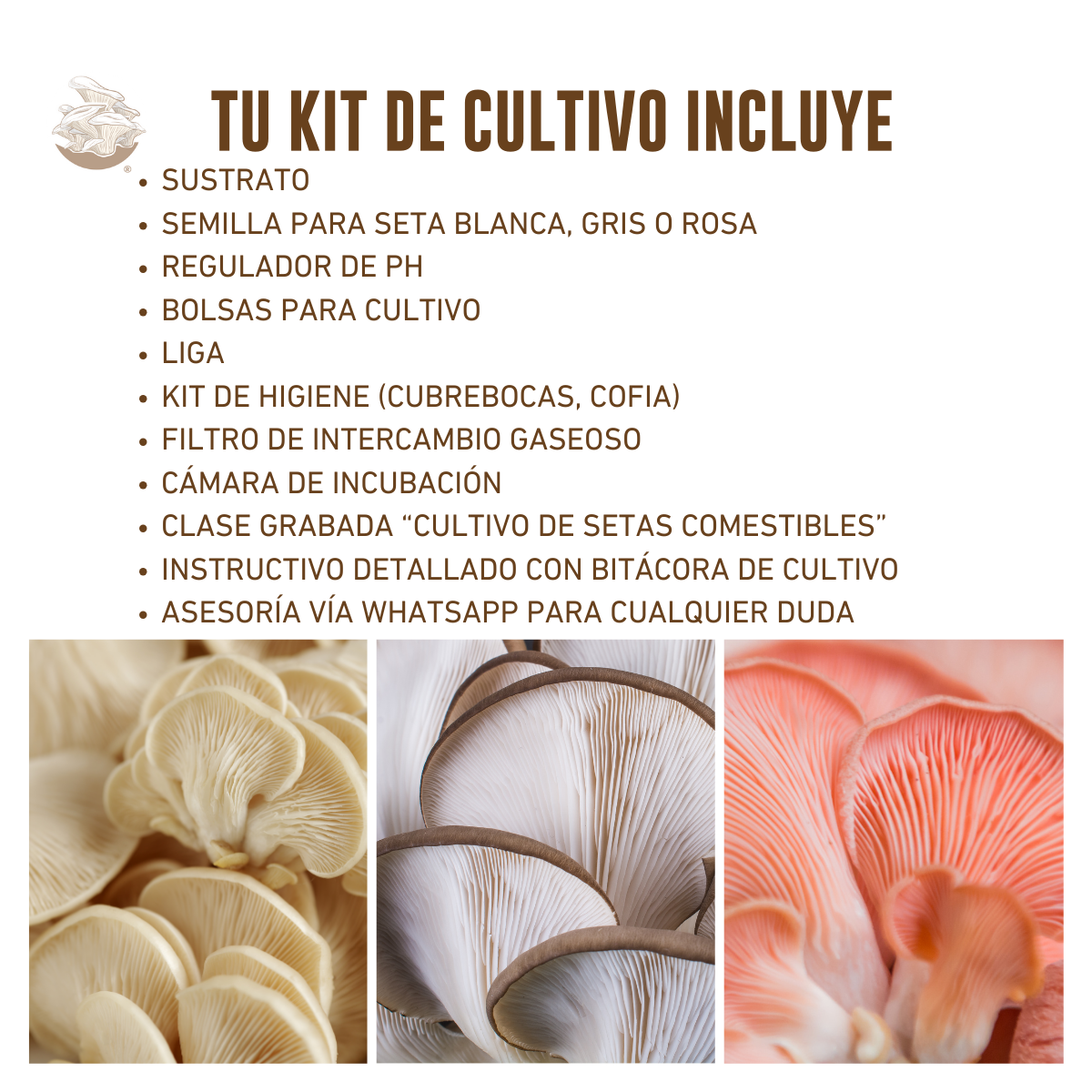 KIT TRADICIONAL CULTIVO DE SETAS