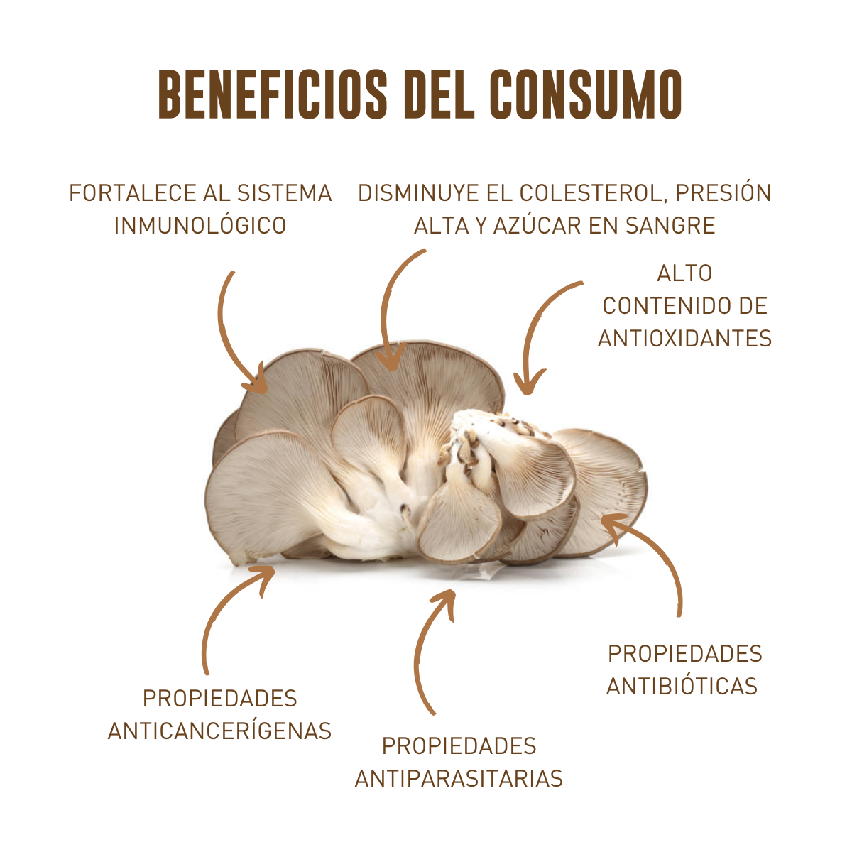 KIT CULTIVO TRES VARIEDADES HONGO SETA BLANCA, GRIS Y ROSA EN CASA FUNSET