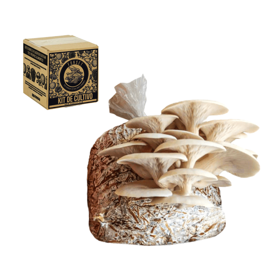 KIT TRADICIONAL CULTIVO EN CASA DE SETA BLANCA, GRIS, ROSA