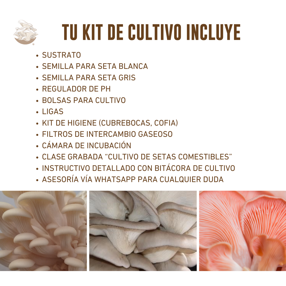 KIT TRADICIONAL DOBLE CULTIVO DE SETAS