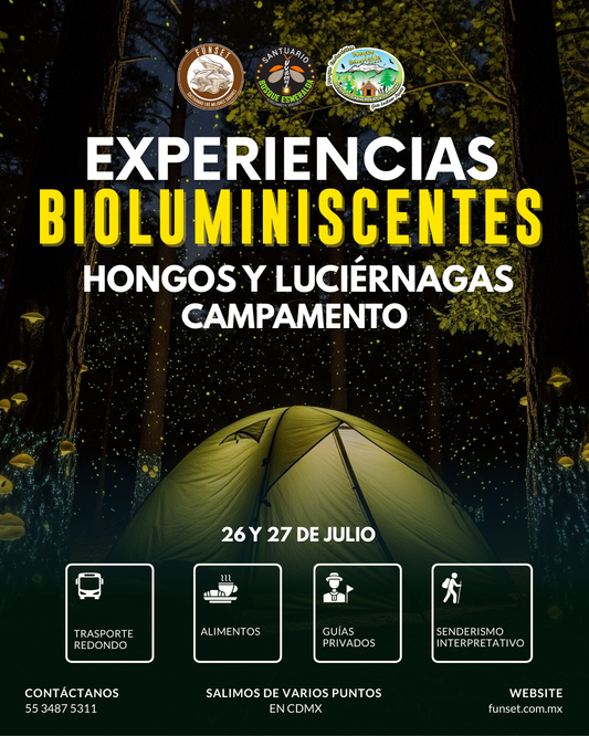 EXPERIENCIA BIOLUMINISCENTE: CAMPAMENTO