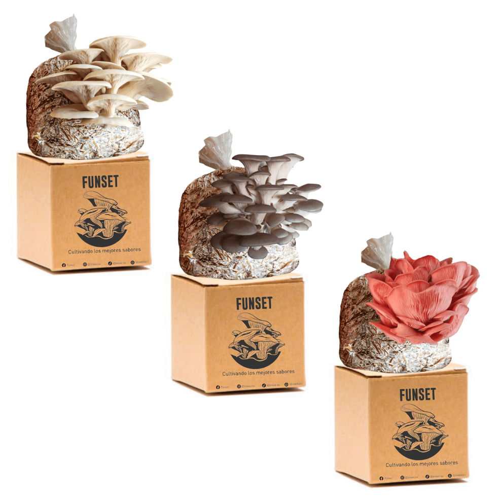 KIT TRADICIONAL TRIPLE CULTIVO DE SETAS – Funset MX