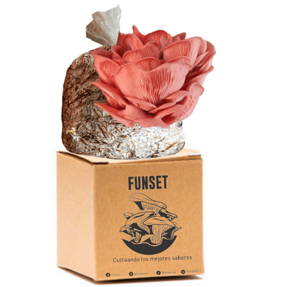 KIT TRADICIONAL CULTIVO EN CASA DE SETA BLANCA, GRIS, ROSA