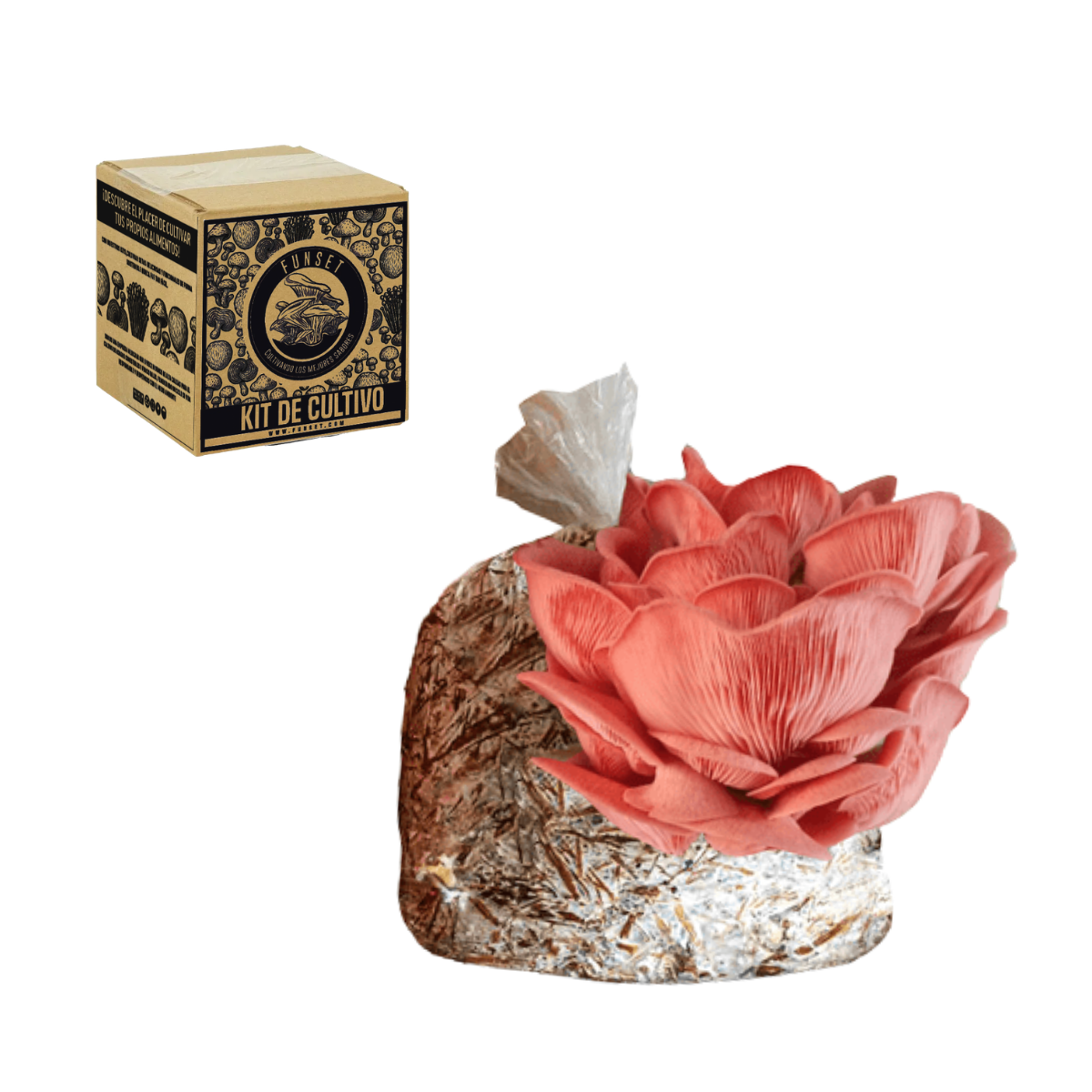 KIT CULTIVO EN CASA HONGO SETA BLANCA, GRIS O ROSA FUNSET