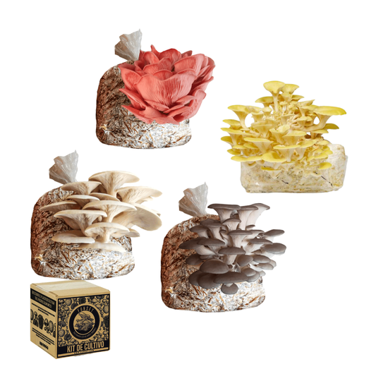 KIT CULTIVO HONGOS SETA 4 VARIEDADES FUNSET