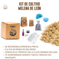 KIT DE CULTIVO DE HONGO MELENA DE LEÓN