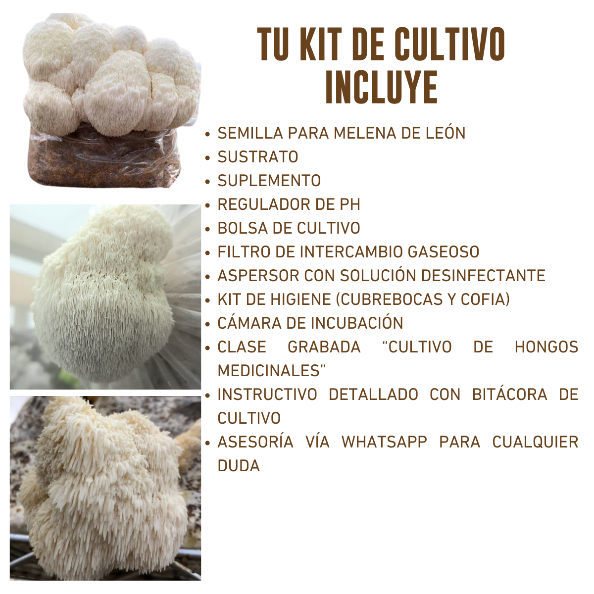 KIT DE CULTIVO DE HONGO MELENA DE LEÓN