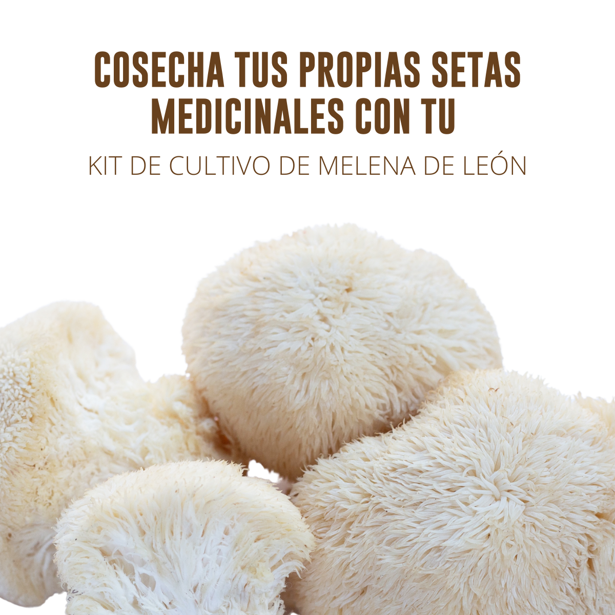 KIT DE CULTIVO EN CASA HONGO MELENA DE LEÓN HONGO DE LA INTELIGENCIA FUNSET