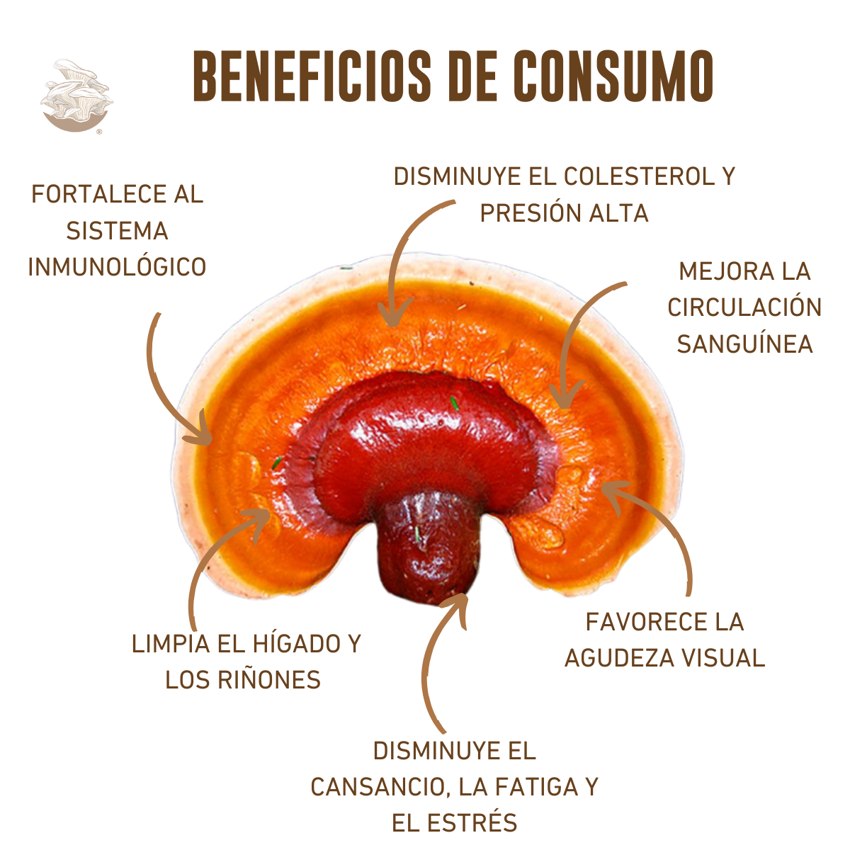 KIT DE CULTIVO DE HONGO REISHI