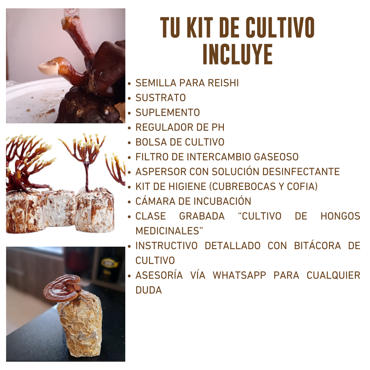 KIT DE CULTIVO DE HONGO REISHI