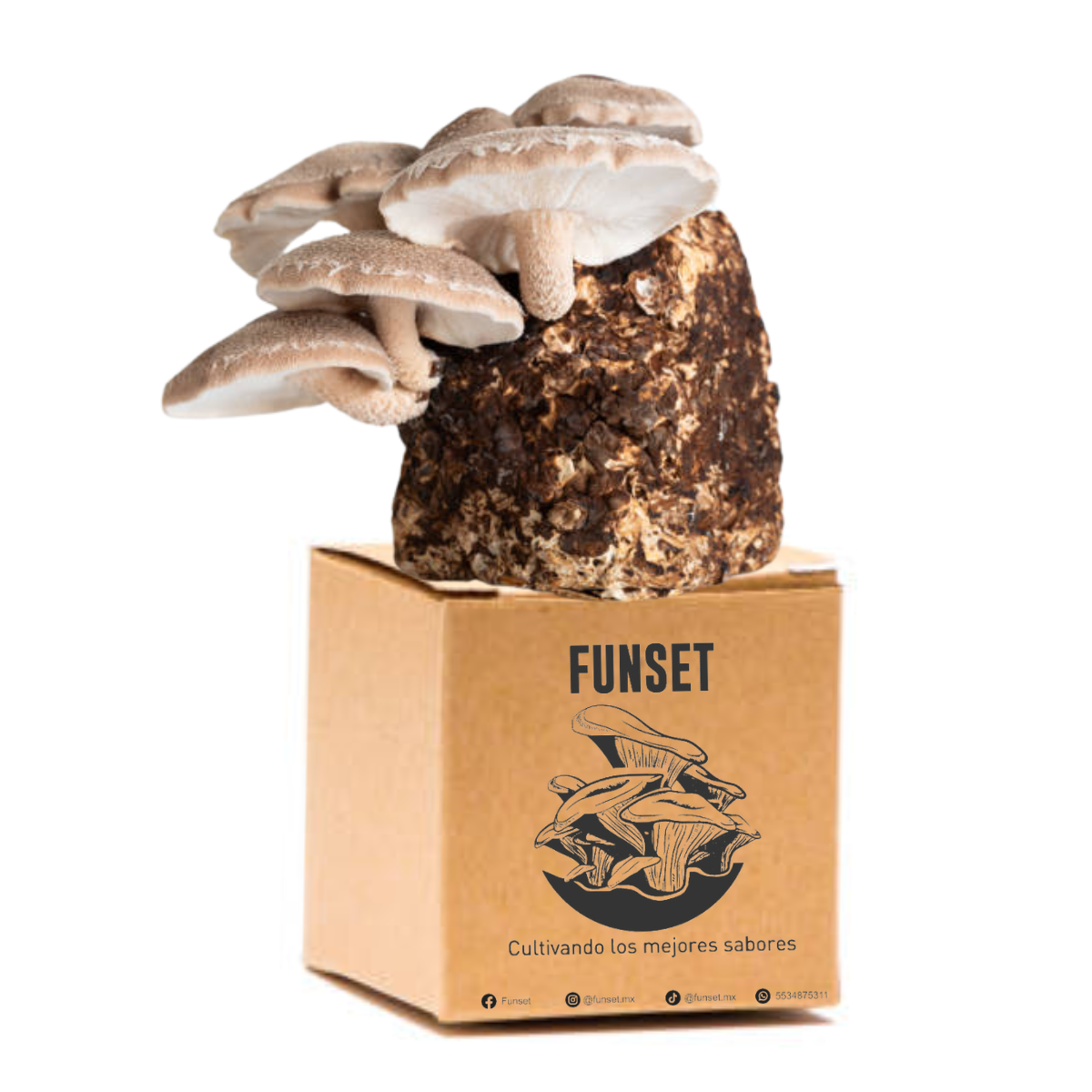 KIT DE CULTIVO DE HONGO SHIITAKE