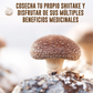 KIT DE CULTIVO DE HONGO SHIITAKE