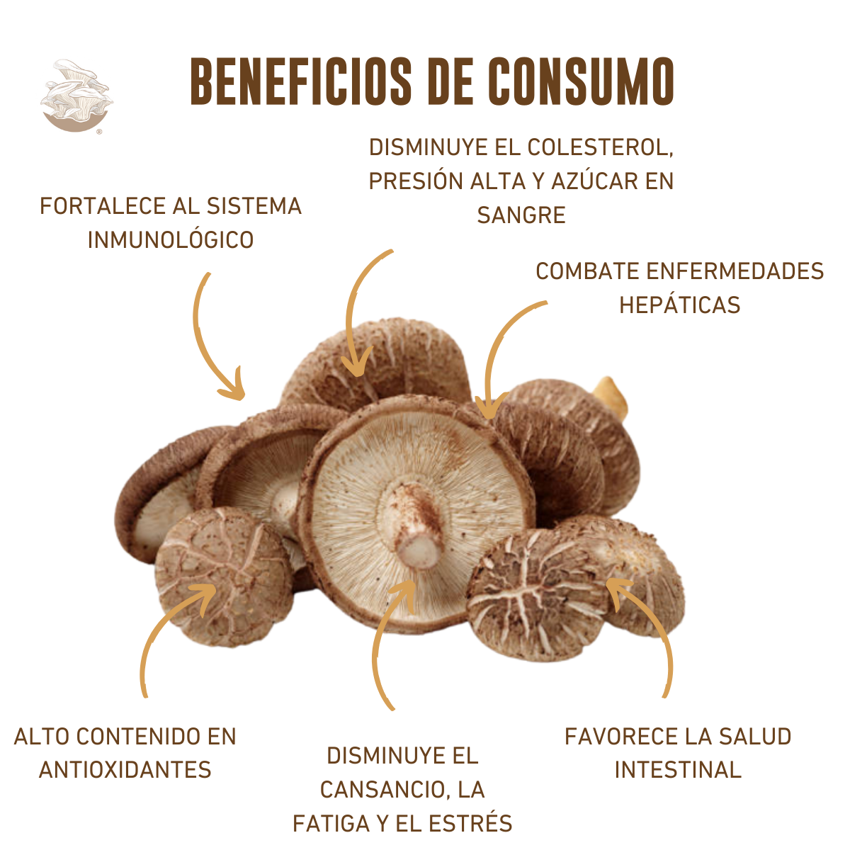 KIT DE CULTIVO DE HONGO SHIITAKE