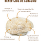 EXTRACTO HONGO MELENA DE LEÓN (HERICIUM ERINACEUS)