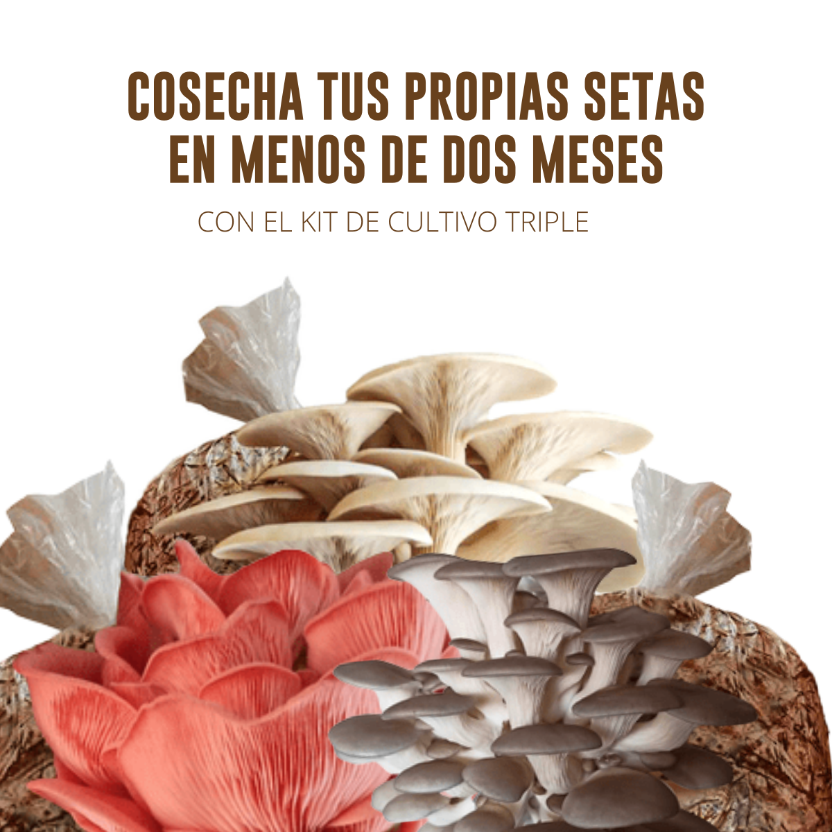 KIT CULTIVO TRES VARIEDADES HONGO SETA BLANCA, GRIS Y ROSA EN CASA FUNSET