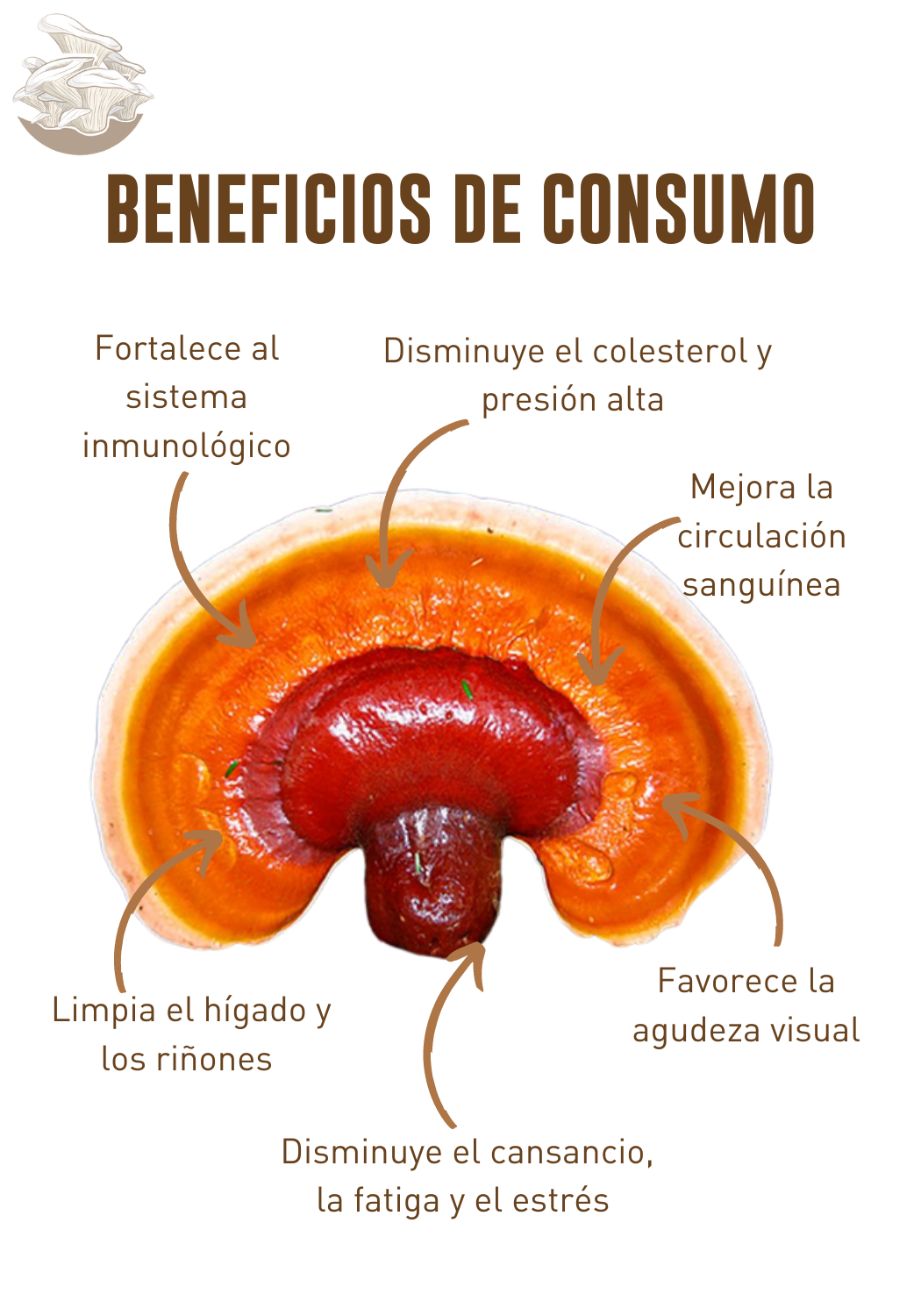 MICELIO HONGO REISHI