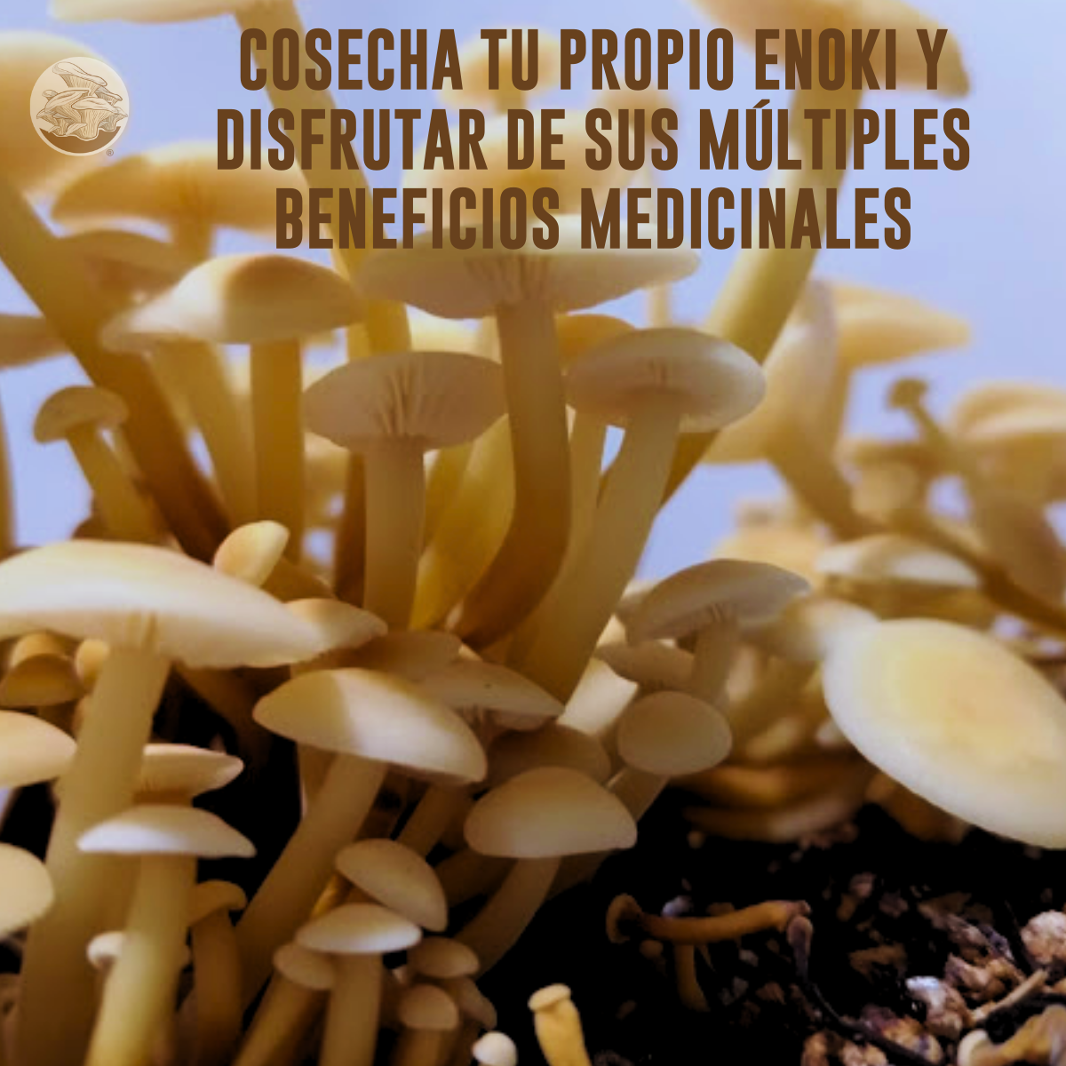 KIT DE CULTIVO DE HONGO ENOKI